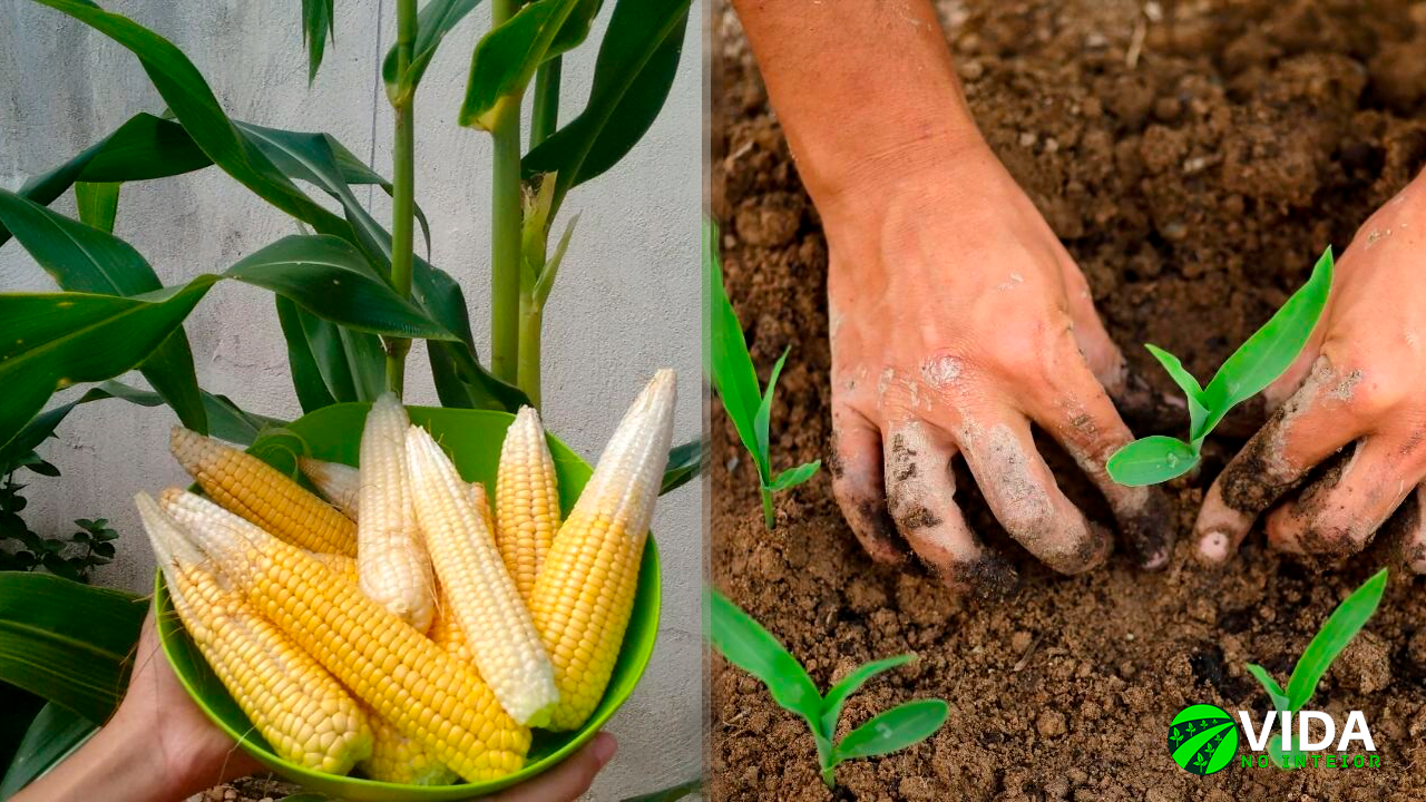 Veja Como Plantar E Cultivar Milho Em Casa Essas Dicas Vida No